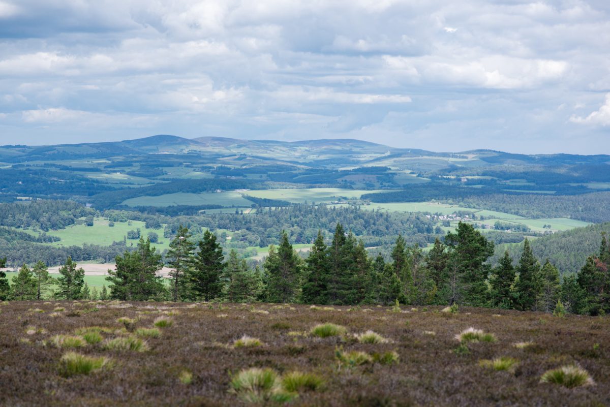 View from the top of Lamahip, a natural regeneration site on Ballogie Estate, Aberdeenshire