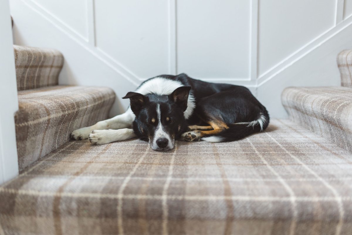 Potarch Lodge is dog-friendly accommodation