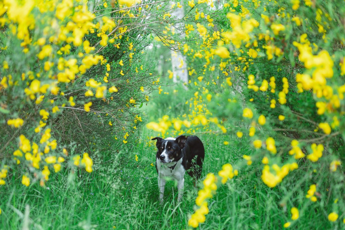 Walks with dogs available from the doorstep of Potarch Lodge