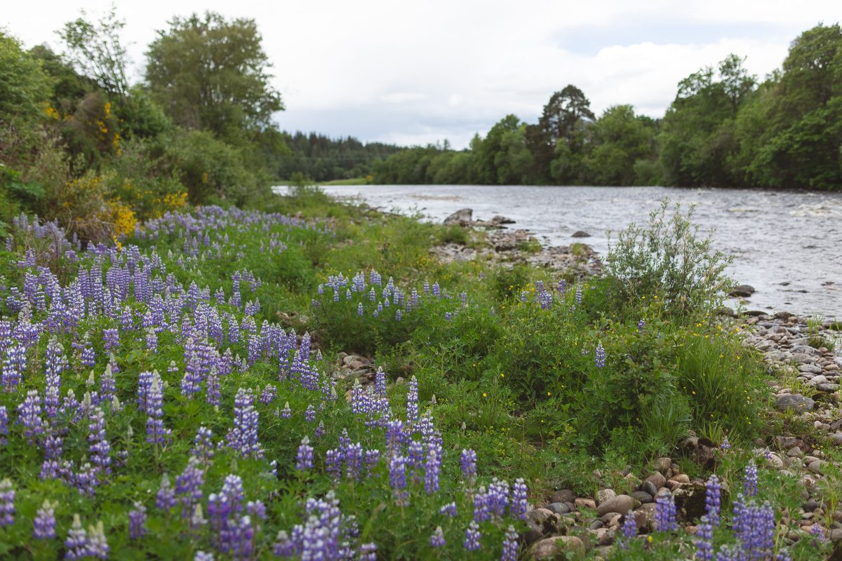 Potarch Lodge is nestled on the banks of the River Dee. The riverbank is a Site of Special Scientific Interest for it's plant life